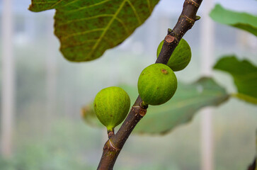 Ficus carica in the farm.