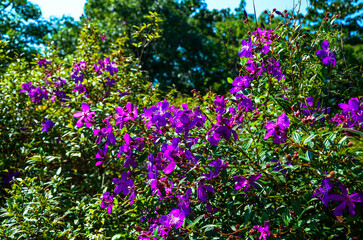 Obraz premium Tibouchina semidecandra in the park.