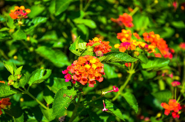 Lantana camara in the garden.