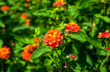 Lantana camara in the garden.