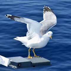 seagull Larus Fuscus landing on cruise