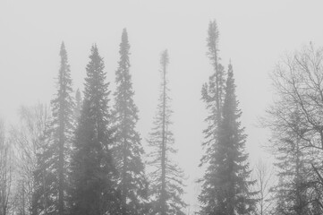 Silhouette of fir tree tops in fog