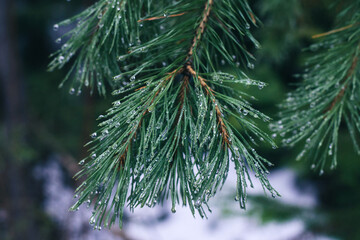 Drops on pine branch