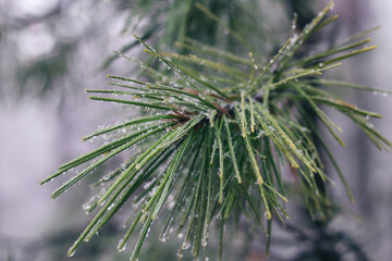 Naklejka na ściany i meble Ice and drops on pine branch