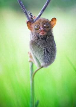 cute tarsier hanging on a branch