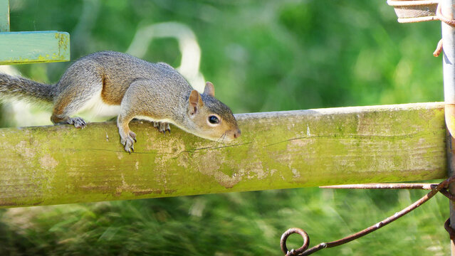Grey squirrel sitting on a fence in UK