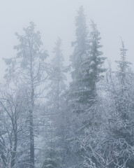 Fototapeta na wymiar Silhouette of fir tree tops in fog