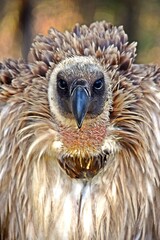 Close up of large brown Cape vulture