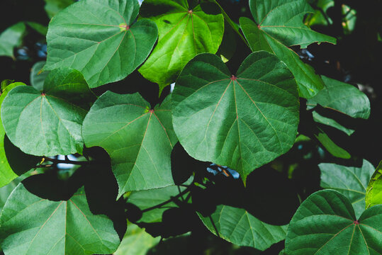 Thespesia populnea, Large heart shaped leaves.on natural pattern background, Scientific name Thespesia populnea, Indian Tulip Tree, Pacific Rosewood, Seaside Mahoe.