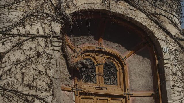 Vine growing through window of door (4k 30p Slowmotion)