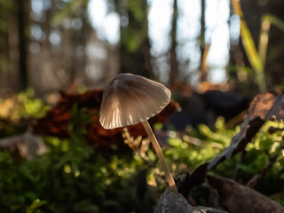 Macro of tiny mushrooms growing next to tree trunk in green moss in forest in bright sunlight. Forest ground scenery