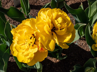 Double Darwin tulip 'Yellow pomponette' blooming with fully double, huge pom-pom like, bright...
