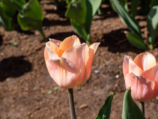 Tulip 'Apricot beauty' blooming with cup-shaped flowers in a delicate salmon-pink with orange...