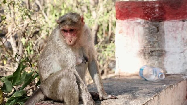 A closeup of macaque monkey sitting on roadside of the temple