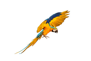 Fototapeta premium Colorful Blue and gold macaw parrot flying isolated on transparent background.