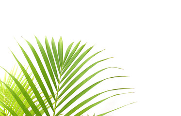 tropical green palm leaf on transparent background png file
