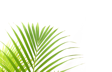 tropical green palm leaf on transparent background png file