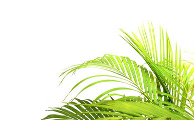 tropical green palm leaf on transparent background png file