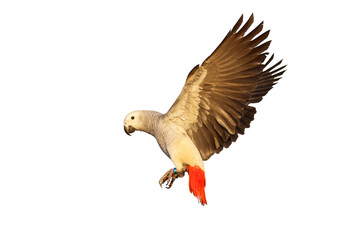 African gray parrot flying isolated on transparent background png file