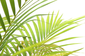 tropical green palm leaf on transparent background png file