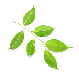 Twig with green leaves on transparent background png file