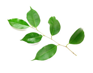 Fototapeta na wymiar Twig with green leaves on transparent background png file