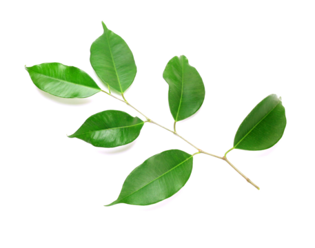 Twig with green leaves on transparent background png file
