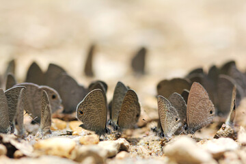 butterfly on the ground macro