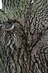 texture natural background