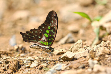 butterfly on the ground macro