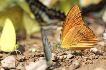 butterfly on the ground macro