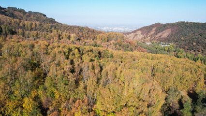 High autumn hills with snow-capped mountains. Drone view of the autumn forest. Yellow-green trees, blue sky, light haze in the mountains. Snow peaks in the distance. The shadow of the hills. Almaty