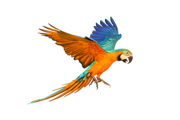 Colorful Blue and gold macaw parrot flying isolated on transparent background.