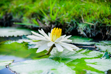 White lotus flower in the stream