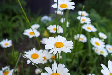 beautiful daisies in the meadow close-up. medicinal chamomile