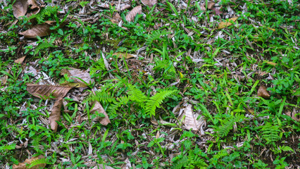 Beautiful green grass with dry leaves in the background
