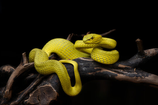 snake on a branch