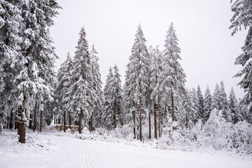 fichtenwald im winter