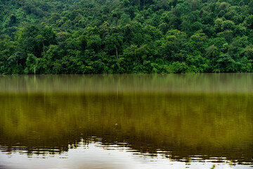 Fototapeta na wymiar green tree at the lake