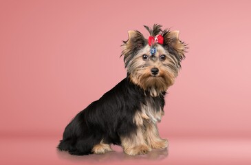 cute young smart dog pet posing