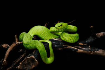 green snake