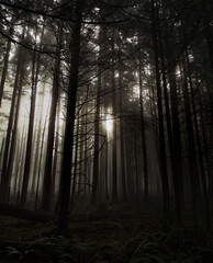 Naklejka premium Sunlight piercing through a dense forest during the golden hour at the Golden Ears Provincial Park in British Columbia, Canada