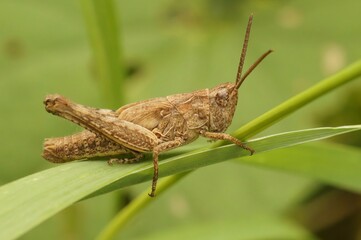 Closeup on an adult European Bow-winged grasshopper, Chorthippus biguttulus group