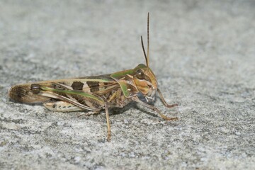 Closeup on the Mediterranean Handsome grasshopper, Oedaleus decorus sitting on the ground