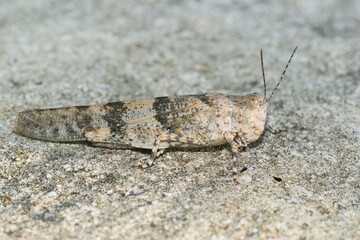 Close up of a Mediterranea, grey colored blue winged locust, Sph