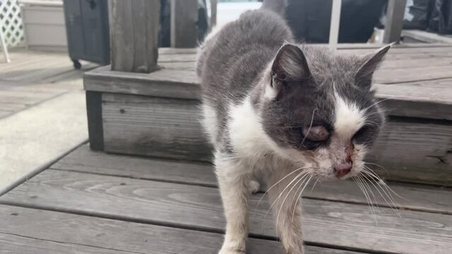 Gross scary sick zombie cat kitty with bulging protruding disgusting eye popping out and blood on its face walking on old wood porch deck after fight.