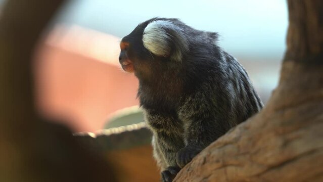 Peeking through shot capturing a cute little common marmoset, callithrix jacchus wondering around its surroundings.