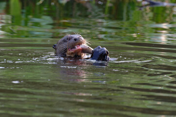 Obraz premium Giant otter eating a fish for dinner
