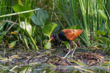 Jacana walking among tall grasses and plant leaves in the Pantanal