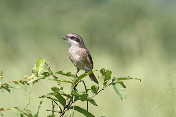Isabelline shrike